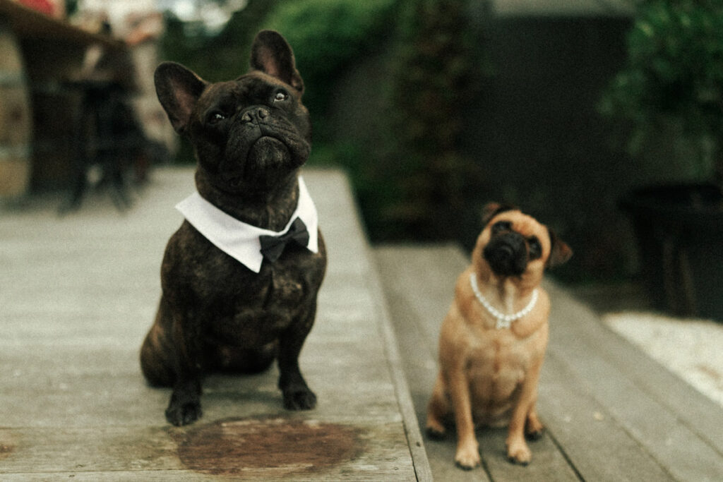 Same sex couple wedding day and their dogs dressed in their outfits in Auckland