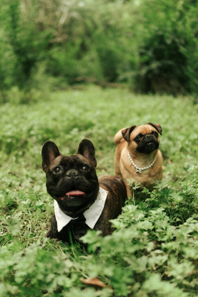 The wedding couple's dogs dressed up in their wedding attire for their parents day in a grassy field in Auckland. Captured by Eilish Burt Photography 